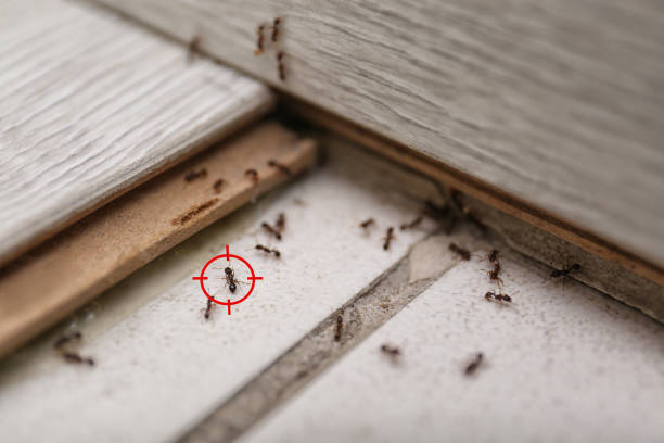 Best Exterminator Services  in Carencro, LA