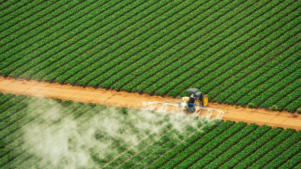 Reliable Carencro, LA Pest Control Solutions